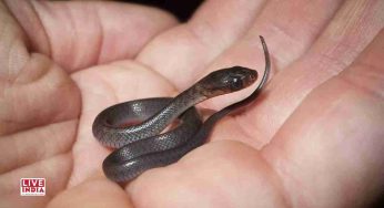 Virginia Woman Finds Baby Snake in Margarita at Mexican Restaurant