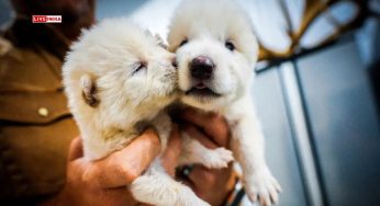 Groundbreaking Science: Dire Wolves Return From Extinction After 12,000 Years—Elon Musk Wants a Pet Woolly Mammoth Next