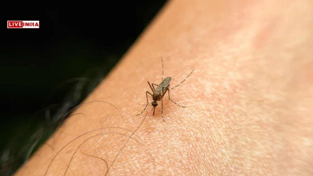 Why Mosquitoes Bite Some People More? Study Reveals Reasons