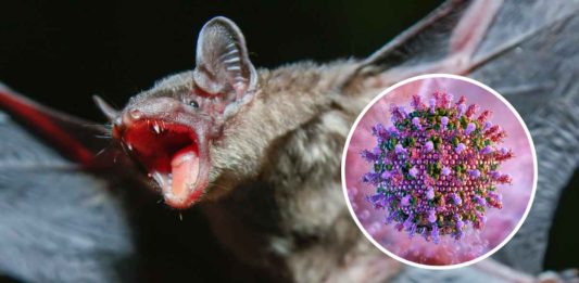 20 New Viruses Found In Bats' Kidneys Discovered in China, Raise Red Flags About Future Virus Outbreaks