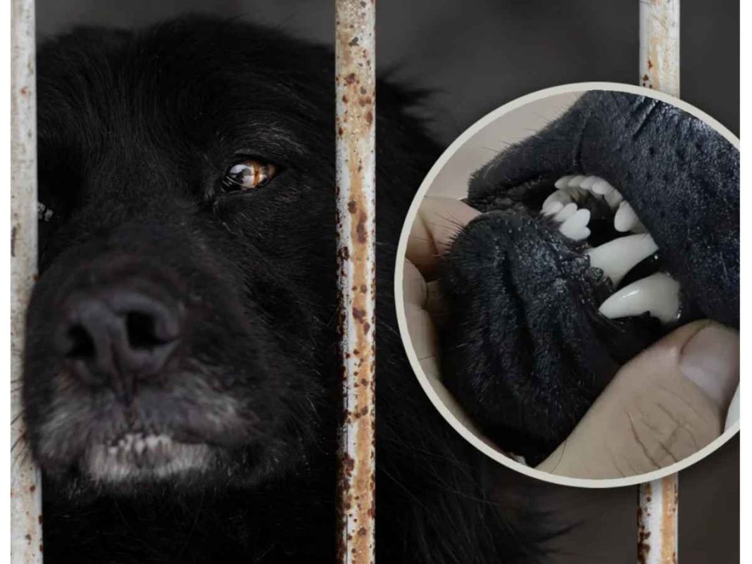 Outrage in China Over Black Dogs’ Teeth Pulled Without Anaesthesia