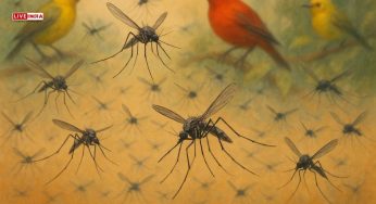 Why Are 40 Million Mosquitoes Being Dropped Over Hawaii?