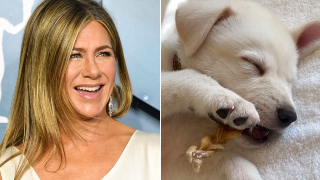 Jennifer Aniston’s Dream Day: No Plans, Just Puppies?