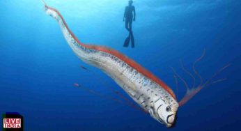 The Oarfish: Deep-Sea Giant and “Doomsday Fish” — A Global Phenomenon