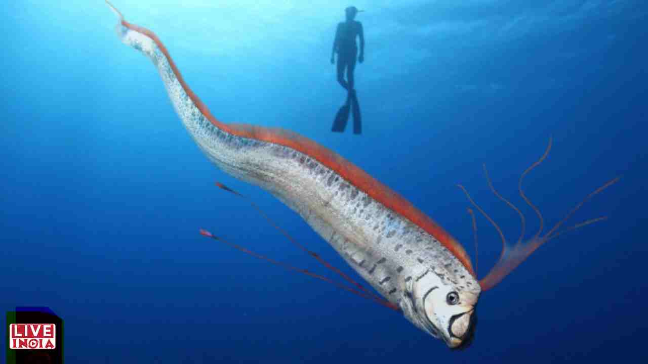 The Oarfish: Deep-Sea Giant and “Doomsday Fish” — A Global Phenomenon