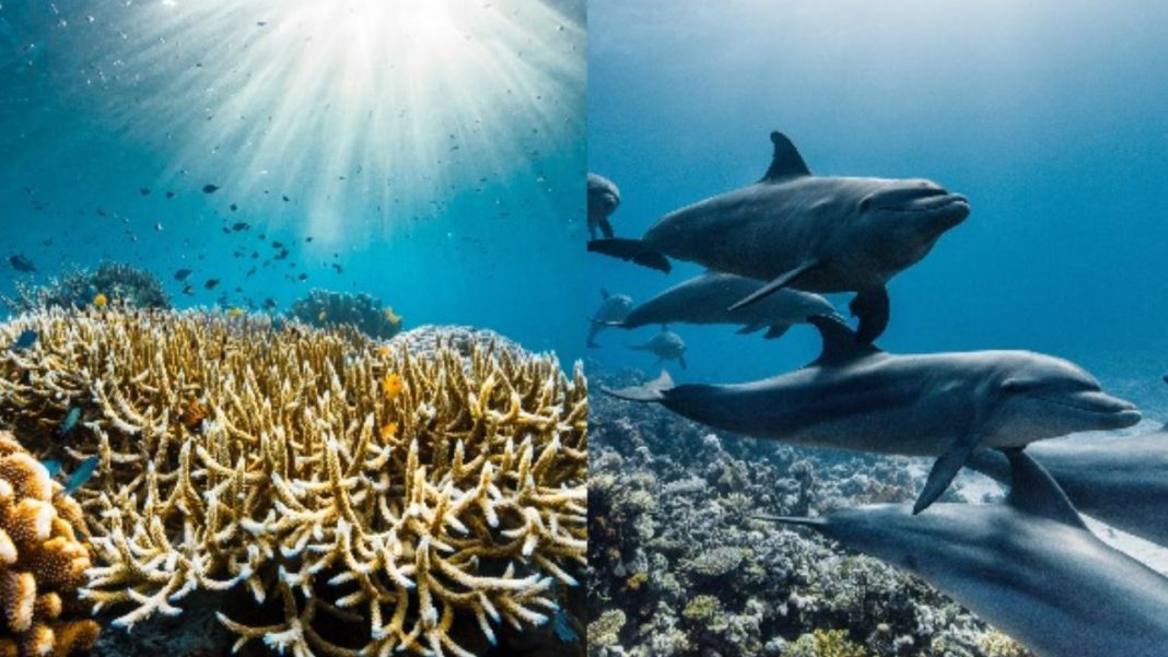 ‘Ocean With David Attenborough’ to Premiere on World Oceans Day