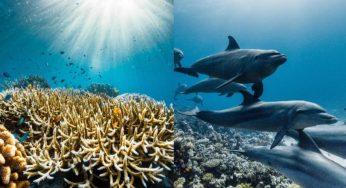 ‘Ocean With David Attenborough’ to Premiere on World Oceans Day