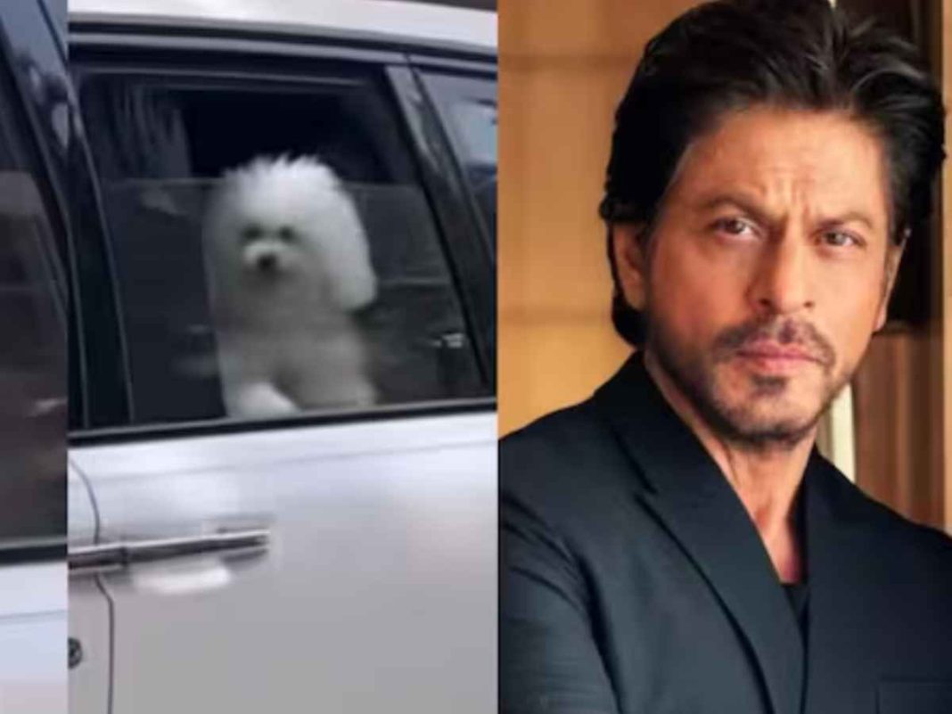 Shah Rukh Khan's Sunday Pooch Moment: SRK & His Dog Melt Hearts in Viral Clip