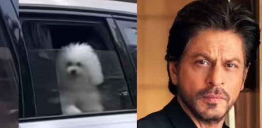 Shah Rukh Khan's Sunday Pooch Moment: SRK & His Dog Melt Hearts in Viral Clip