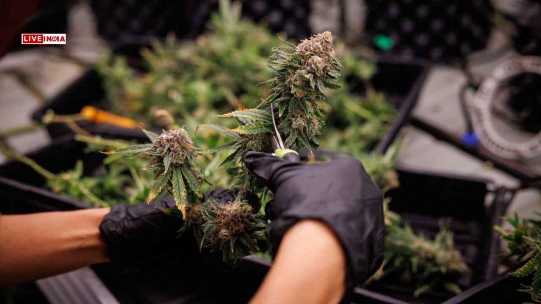 Did Thailand’s Weed Boom Backfire? New Rules Clamp Down on Cannabis Use