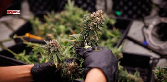 Did Thailand’s Weed Boom Backfire? New Rules Clamp Down on Cannabis Use