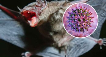 20 New Viruses Found In Bats’ Kidneys Discovered in China, Raise Red Flags About Future Virus Outbreaks