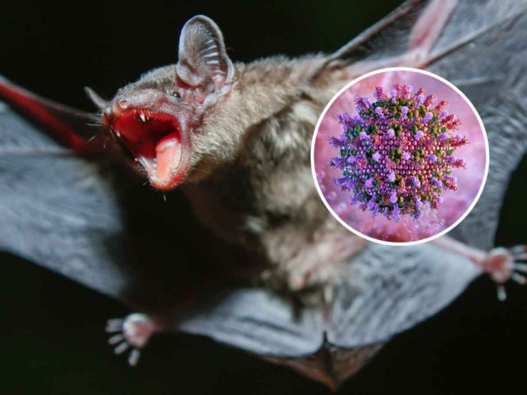 20 New Viruses Found In Bats' Kidneys Discovered in China, Raise Red Flags About Future Virus Outbreaks