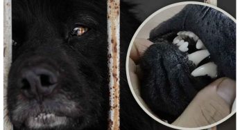 Outrage in China Over Black Dogs’ Teeth Pulled Without Anaesthesia