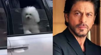 Shah Rukh Khan’s Sunday Pooch Moment: SRK & His Dog Melt Hearts in Viral Clip