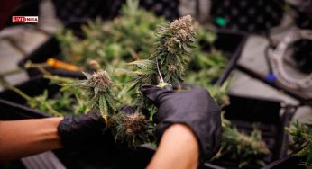 Did Thailand’s Weed Boom Backfire? New Rules Clamp Down on Cannabis Use