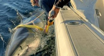 Giant Great White “Shark” Lurks Off New England Coast, Largest Male Tagged by OCEARCH