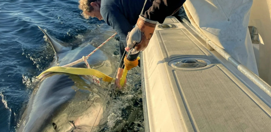 Giant Great White "Shark" Lurks Off New England Coast, Largest Male Tagged by OCEARCH