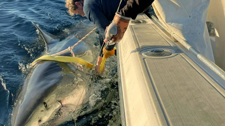 Giant Great White “Shark” Lurks Off New England Coast, Largest Male Tagged by OCEARCH