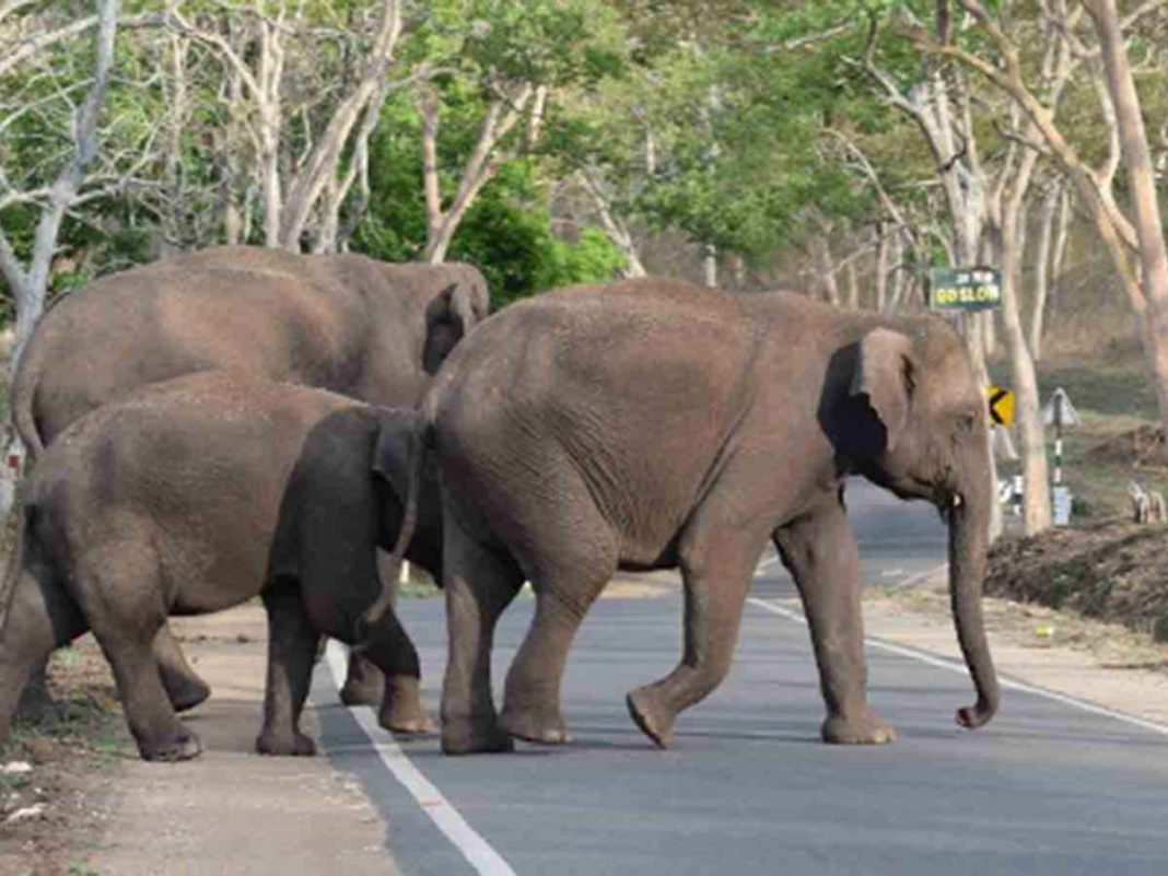 Tourist Entry Banned At Key Spots In Kodaikanal Amid Elephant Movement