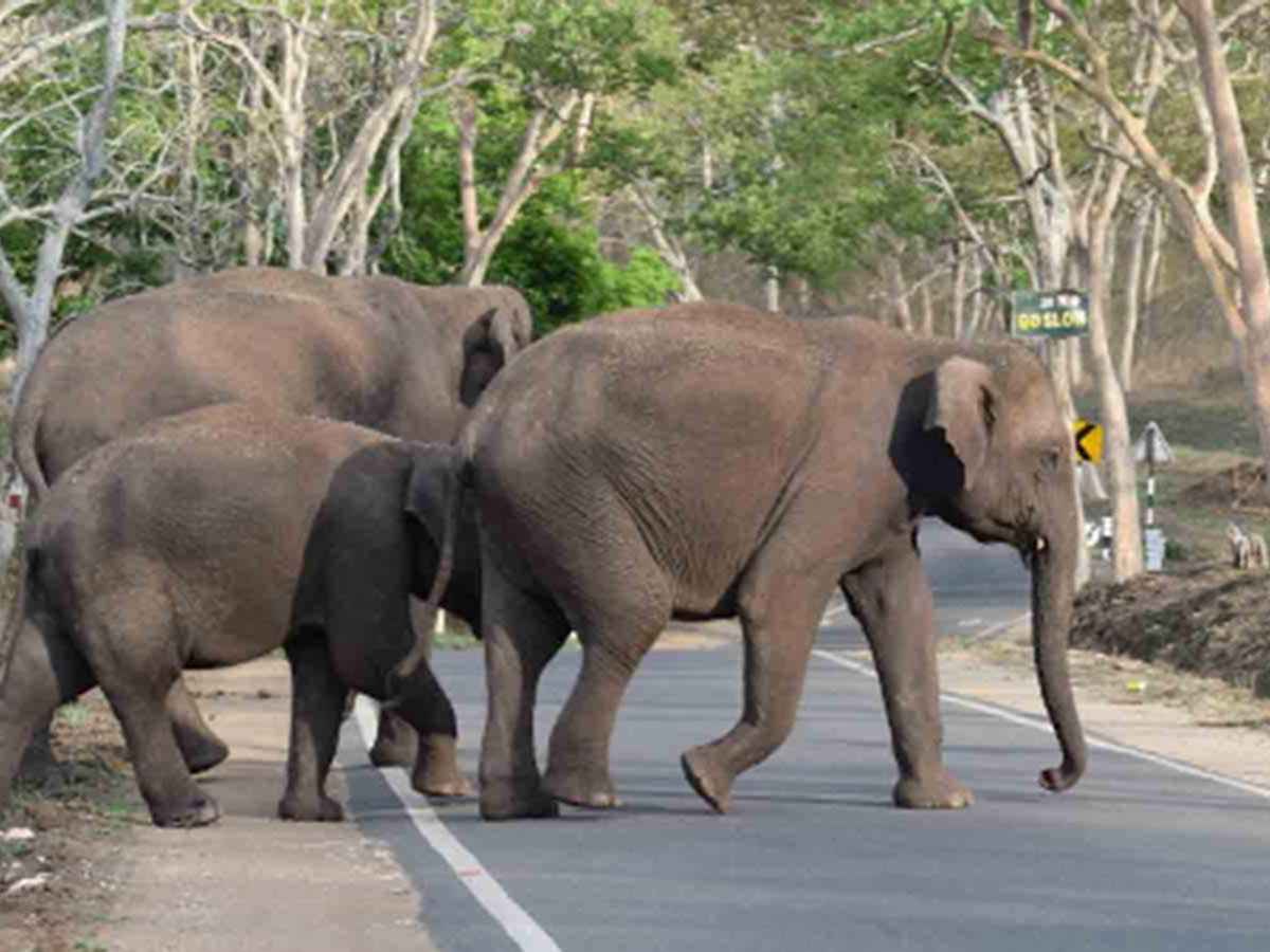 Tourist Entry Banned At Key Spots In Kodaikanal Amid Elephant Movement