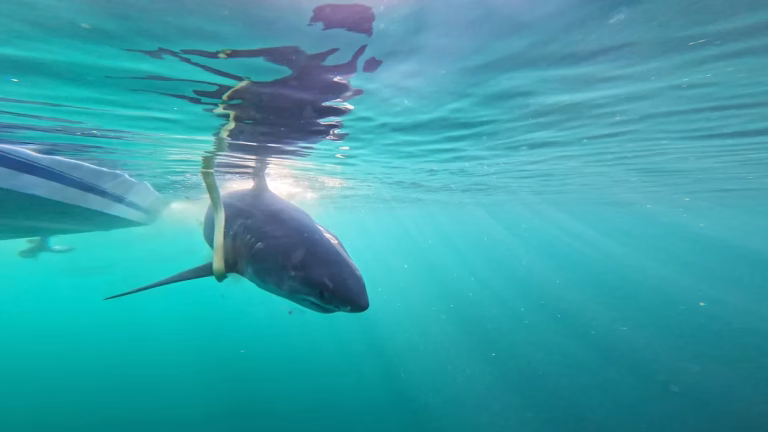 Shark Week 2025 Kicks Off — New Smyrna Beach Embraces Its Title As ‘Shark Bite Capital of the World’