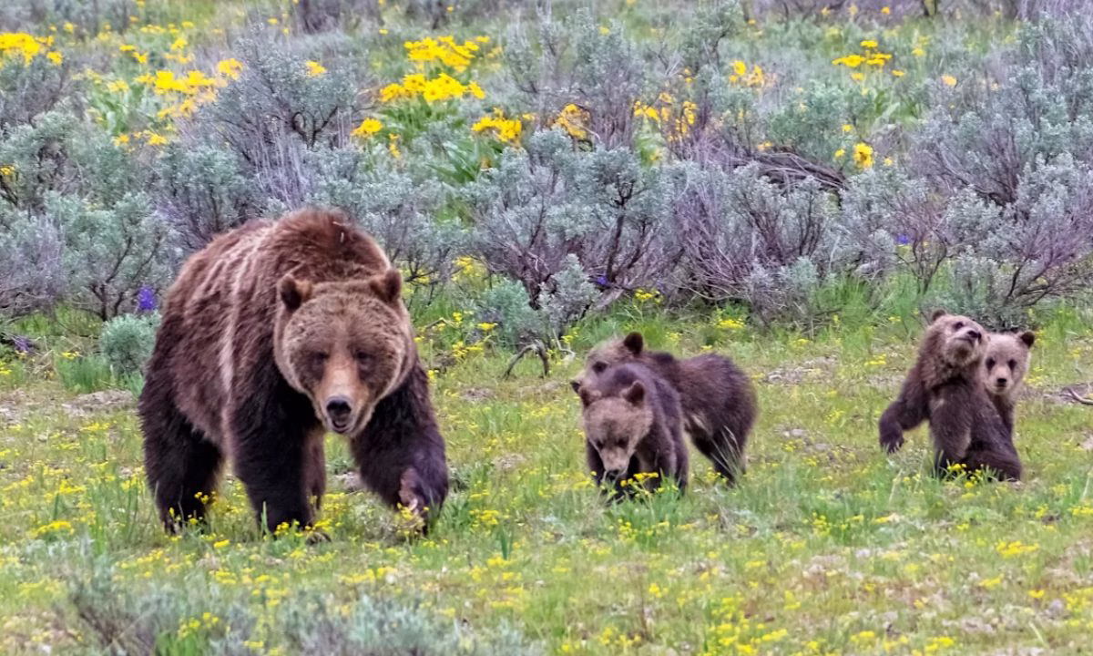 Yellowstone National Park Eruption Rumors Debunked After Viral Bear Video