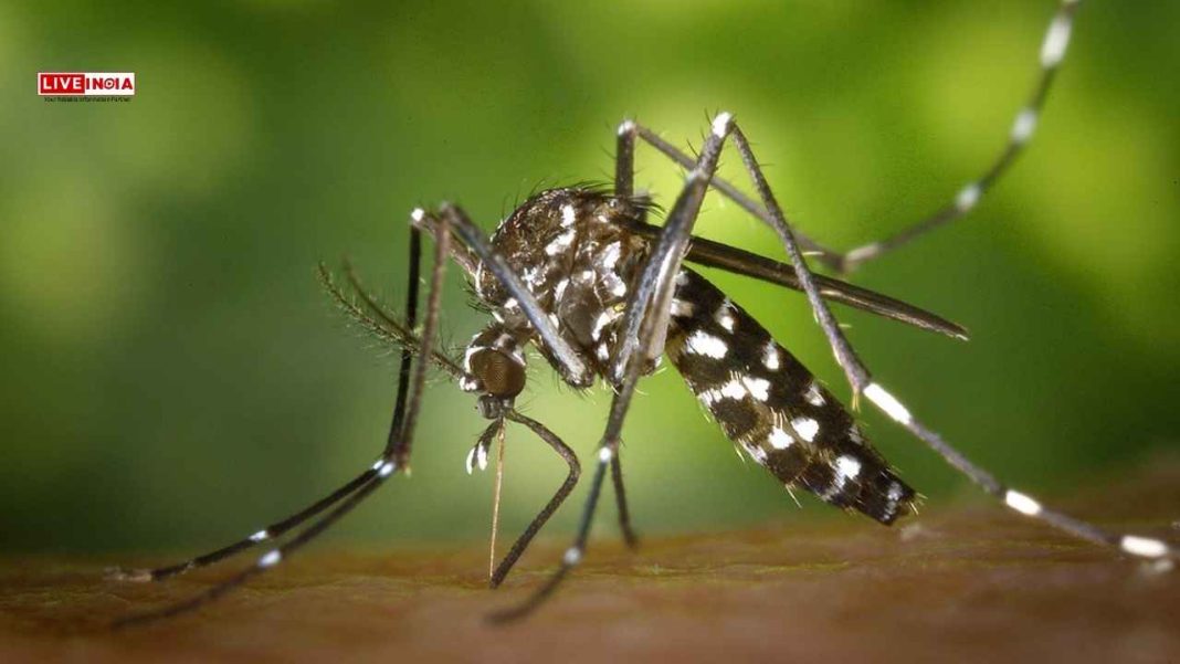 Now Dengue and Chikungunya Threaten Europe After Mosquito Surge