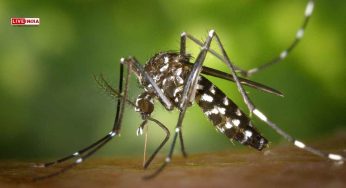 Now Dengue and Chikungunya Threaten Europe After Mosquito Surge