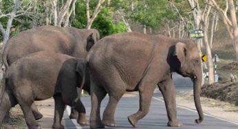 Tourist Entry Banned At Key Spots In Kodaikanal Amid Elephant Movement