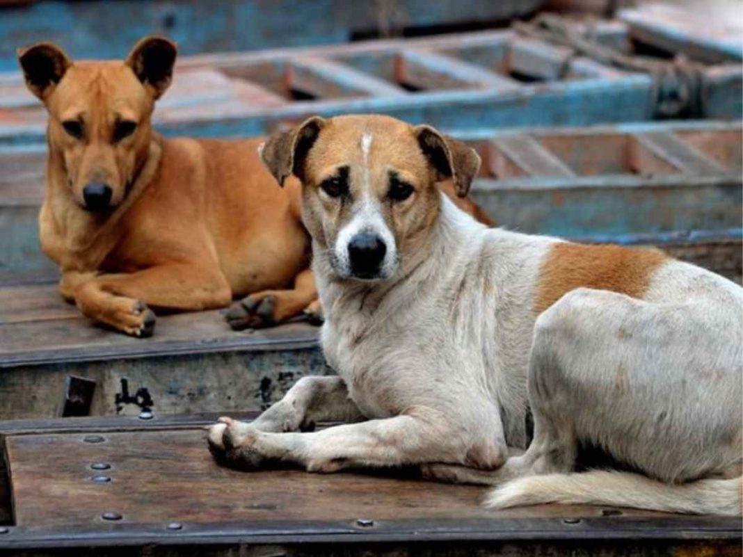 Supreme Court Bans Public Feeding Of Stray Dogs, Orders Designated Zones
