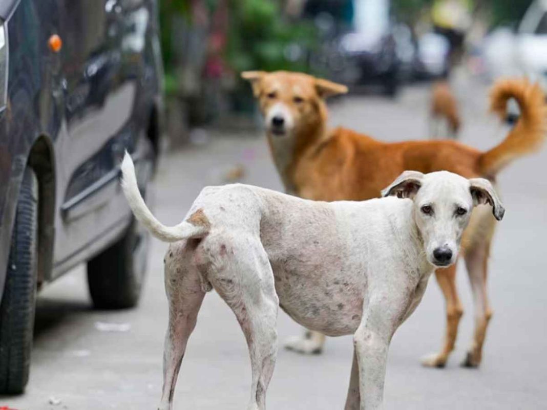 Supreme Court Modifies Order, Directs Release of 'Sterilised' Stray Dogs
