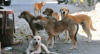 SC Reserves Order on Plea to Stay Delhi-NCR Stray Dog Relocation