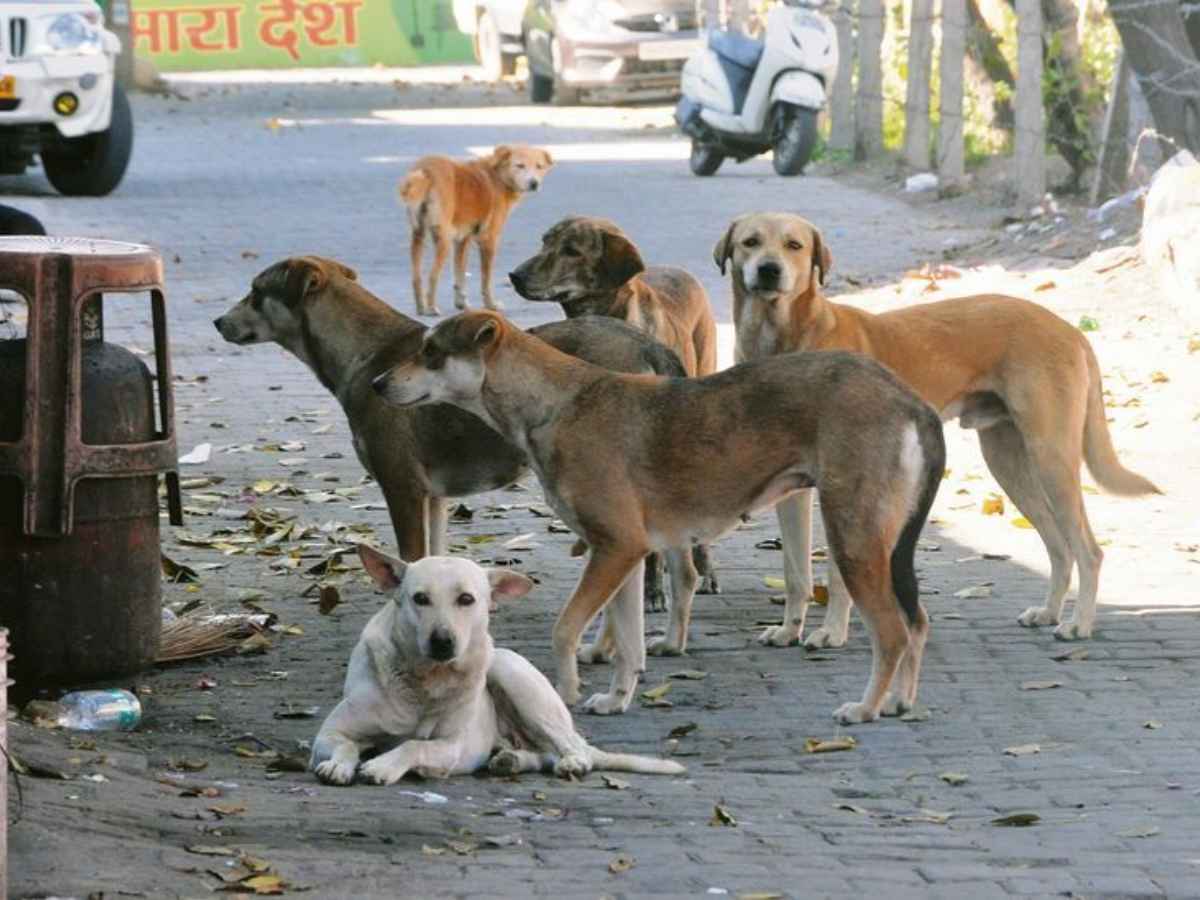 SC Reserves Order on Plea to Stay Delhi-NCR Stray Dog Relocation