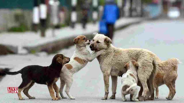 Manoj Bajpayee Reacts to SC Order On Stray Dogs