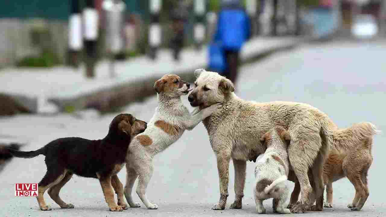 Manoj Bajpayee Reacts to SC Order On Stray Dogs