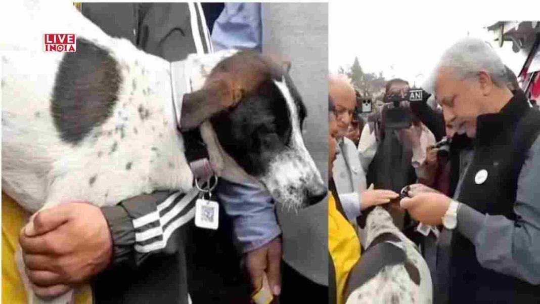 Shimla Launches India’s First GPS-Enabled QR Code Collars for Stray Dogs to Tackle Rabies and Public Safety