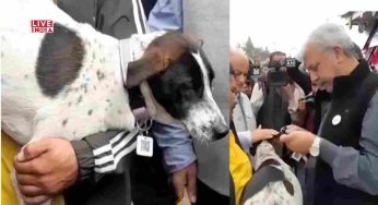 Shimla Launches India’s First GPS-Enabled QR Code Collars for Stray Dogs to Tackle Rabies and Public Safety
