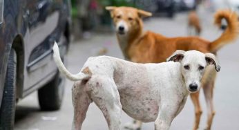 Supreme Court Modifies Order, Directs Release of ‘Sterilised’ Stray Dogs