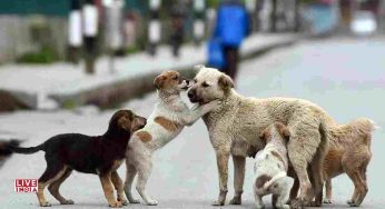 Manoj Bajpayee Reacts to SC Order On Stray Dogs