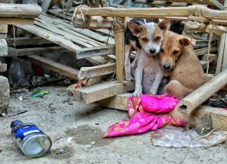 Supreme Court to Use Video Evidence in Heated “Inhumane” Stray Dog Policy Case Supreme Court to Use Video Evidence in Heated "Inhumane" Stray Dog Policy Case