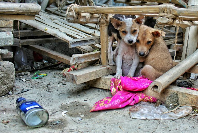 Supreme Court to Use Video Evidence in Heated "Inhumane" Stray Dog Policy Case