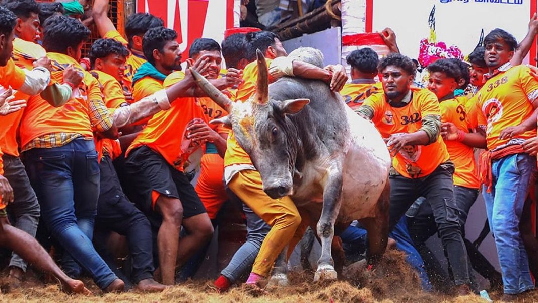 Jallikattu Kicks Off in Madurai for Pongal 2026