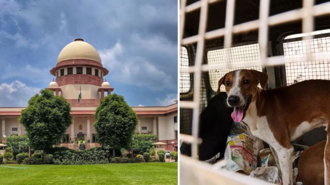 Stray Dog Menace: Supreme Court Reserves Order