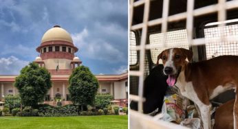 Stray Dog Menace: Supreme Court Reserves Order