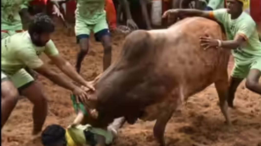 Injuries Mar Alanganallur Jallikattu