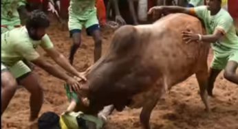 Injuries Mar Alanganallur Jallikattu