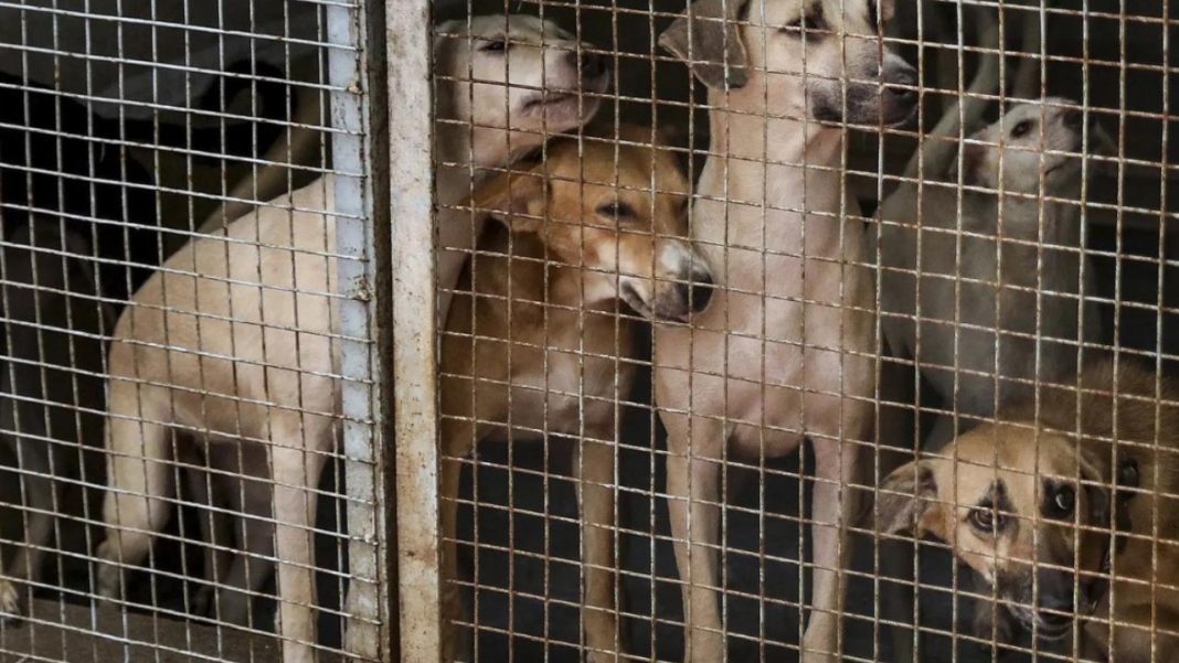 Supreme Court Hears Pleas on ‘Jailing’ Stray Dogs