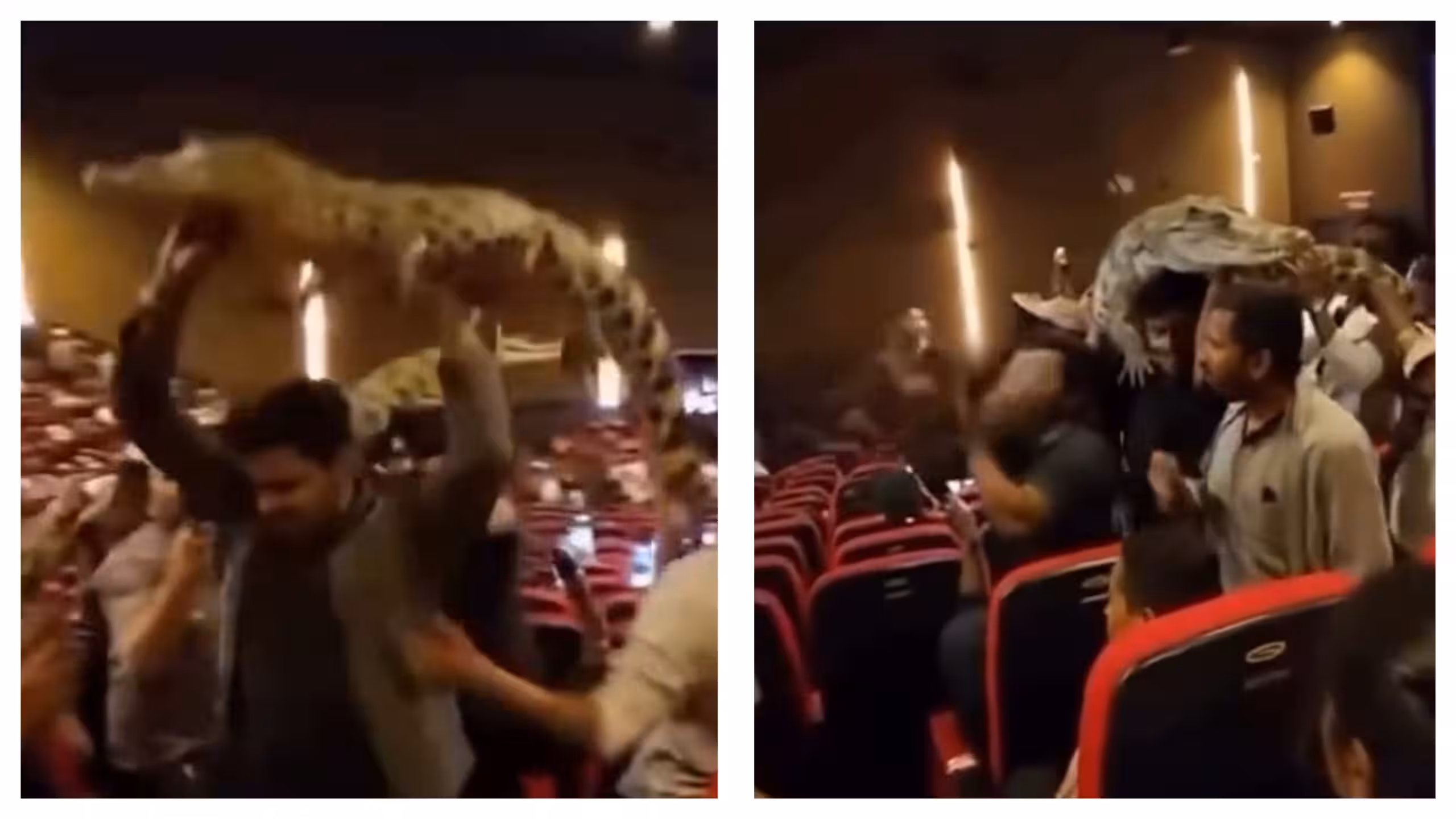 Prabhas Fans Bring Fake Crocodiles to Theatres to Celebrate The Raja Saab Release