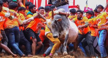 Jallikattu Kicks Off in Madurai for Pongal 2026